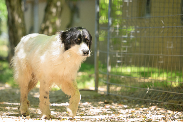 Adopter Osky