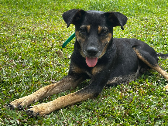 Adopter Konopo