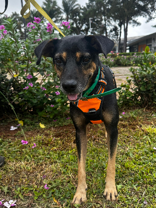 Adopter Konopo