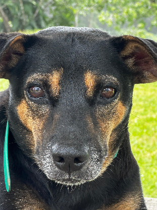 Adoption Konopo