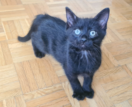 Adopter Brookin
