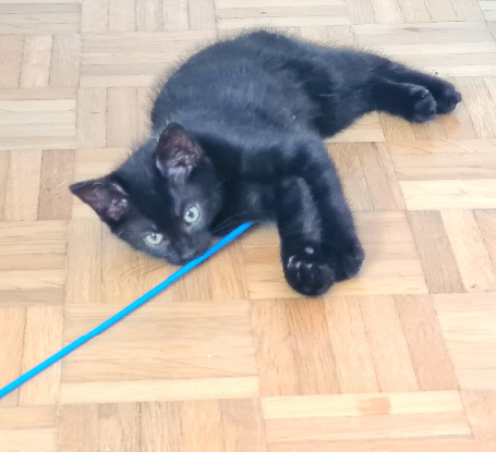 Adopter Brookin