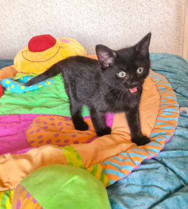 Adoption Brookin