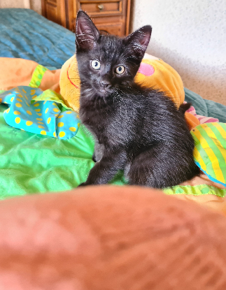 Adoption Brookin