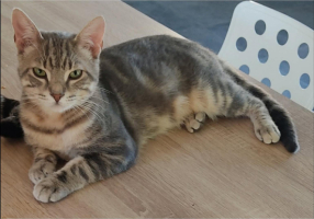 Adopter  chat : Ratinho