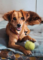 Adopter  chien : Corail