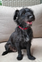 Adopter  chien : Sushi