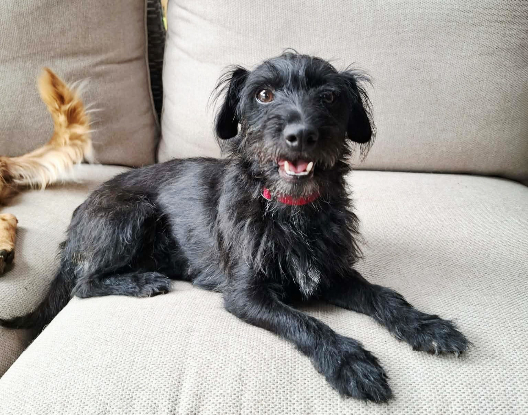 Adopter Sushi