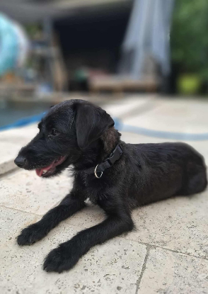 Adopter Sushi