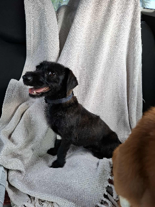 Adoption Sushi