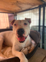 Adopter  chien : Palma