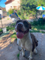 Adopter  chien : Sara