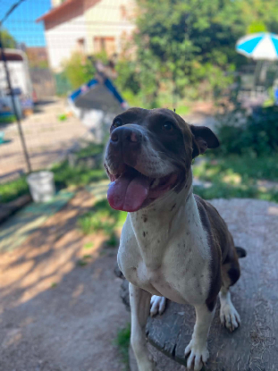 Adopter Sara