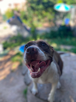 Adopter Sara