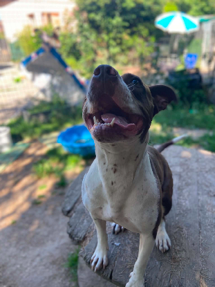 Adoption Sara