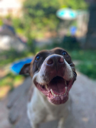 Adoption Sara