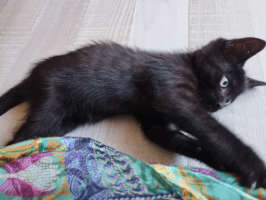 Adopter  chat : Spacy