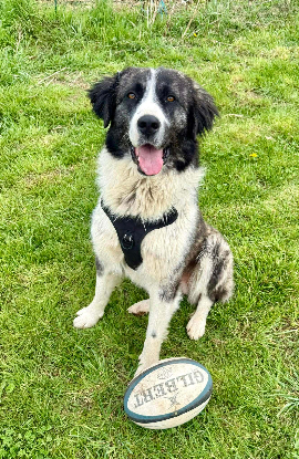 Adopter Paddy