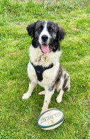 Adopter  chien : Paddy