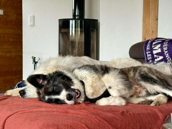 Adopter Paddy