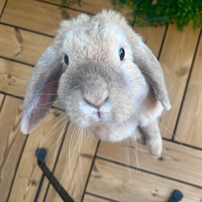 Adopter Mozzarella