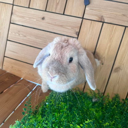 Adopter Mozzarella