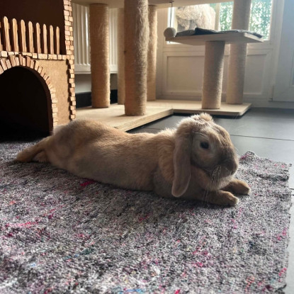 Adopter Mozzarella