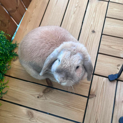 Adoption Mozzarella