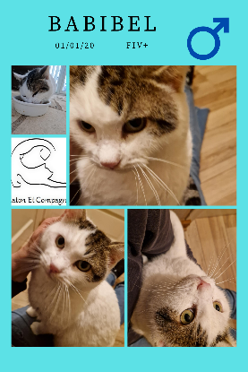 Adopter Babibel