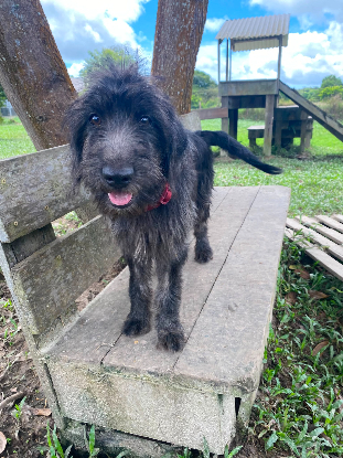 Adopter Lelu