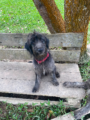 Adopter Lelu