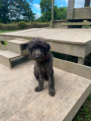 Adopter Lelu