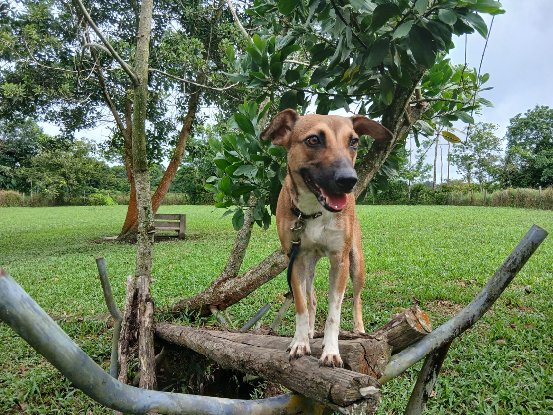 Adopter Ariane