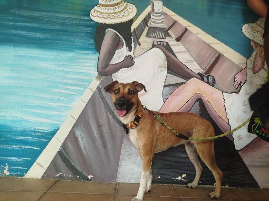 Adoption Ariane