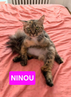 Adopter  chat : Ninou