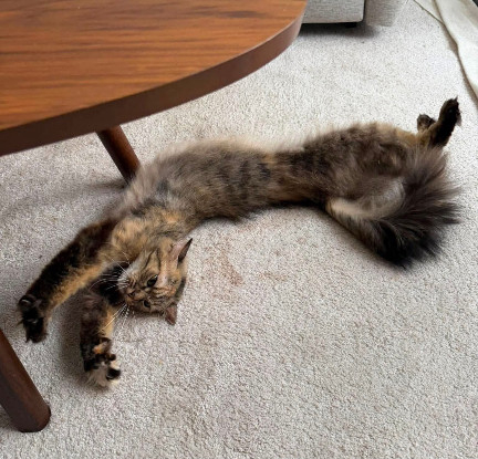 Adopter Ninou