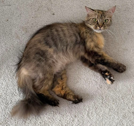 Adopter Ninou