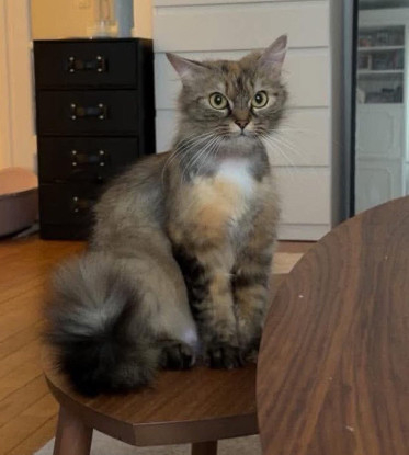 Adoption Ninou