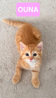 Adopter  chat : Ouna petite de ninou