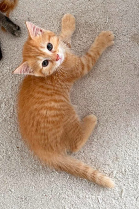 Adopter Ouna petite de ninou