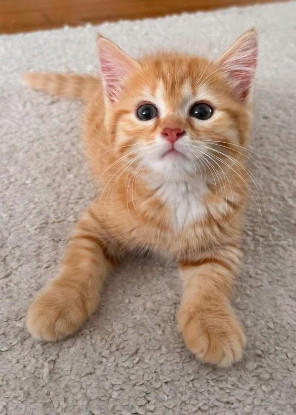Adopter Ouna petite de ninou