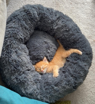 Adoption Ouna petite de ninou