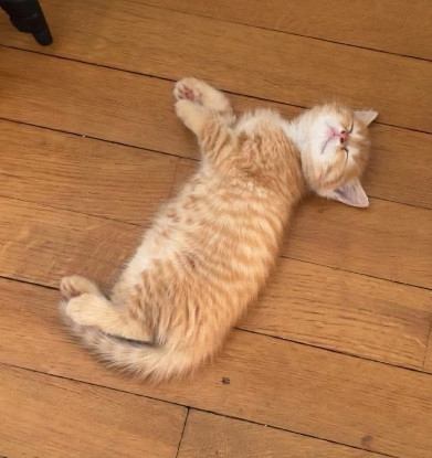 Adoption Ouna petite de ninou