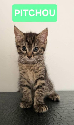 Adopter Pitchou petit de ninou