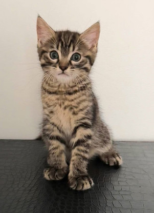 Adopter Pitchou petit de ninou