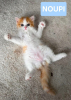 Noupi petit de ninou