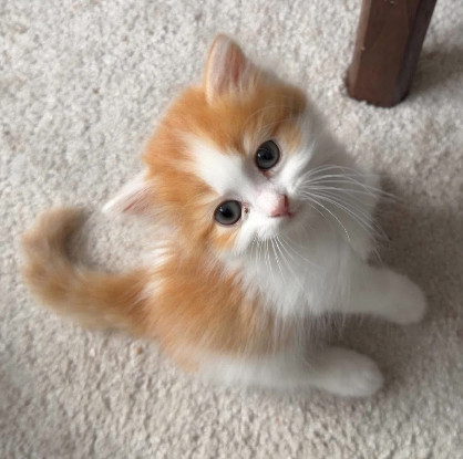 Adopter Noupi petit de ninou
