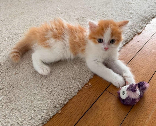 Adopter Noupi petit de ninou