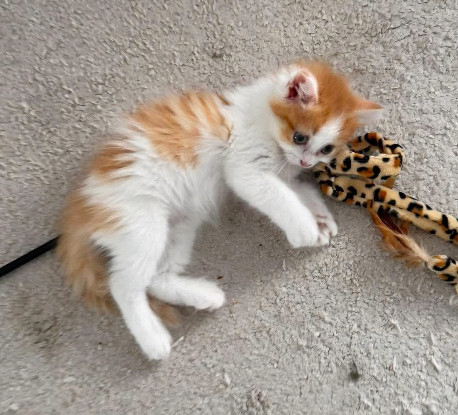 Adoption Noupi petit de ninou