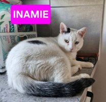 Adopter  chat : Inamie